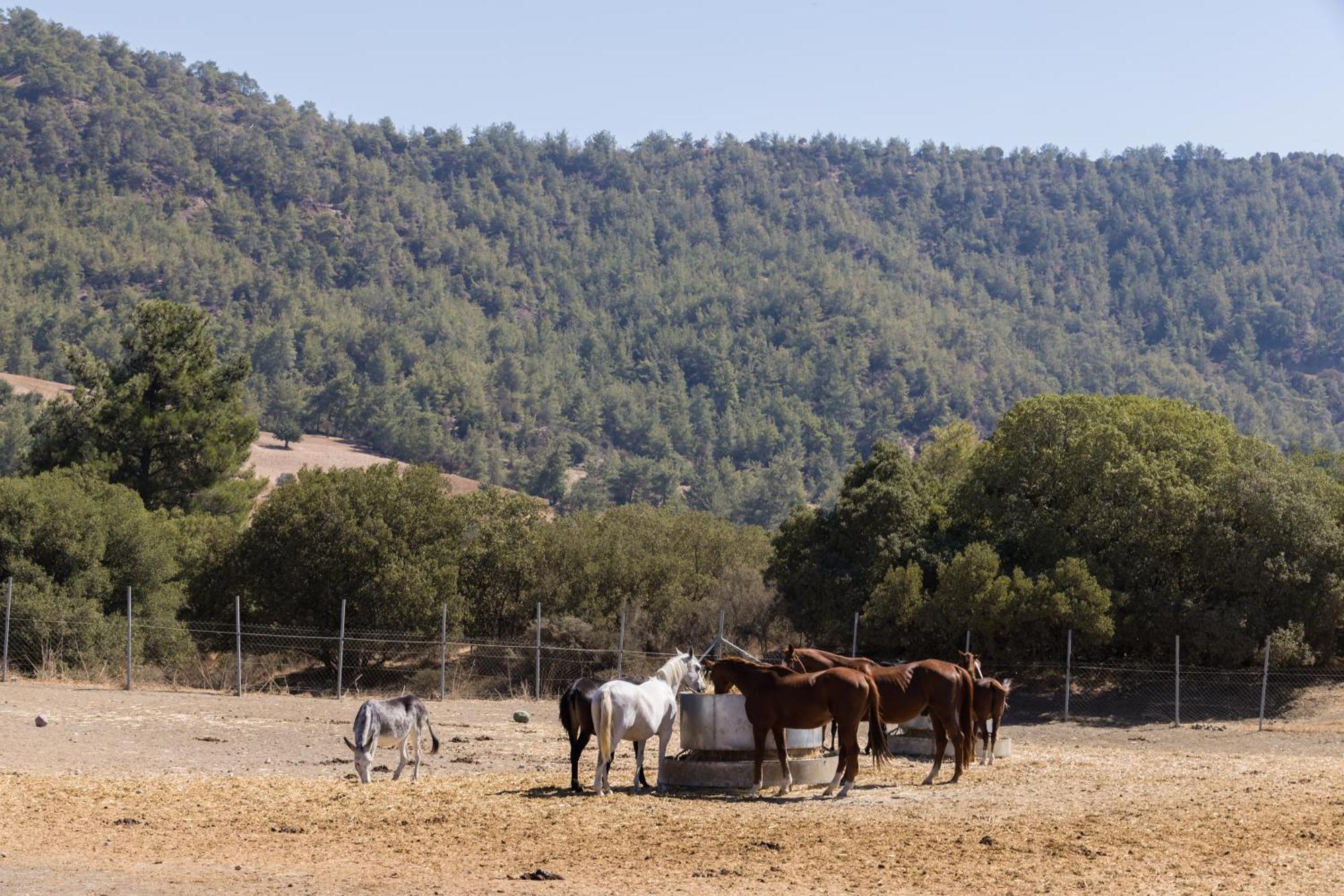 Demetriou Paradisos Hills Ξενοδοχείο 3*